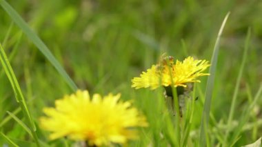 Tozlaştırıcı karahindiba çiçeği görüntüsü. Bal arısı, sarı karahindibalardan polen topluyor. Çayır yaz arkaplanı. 