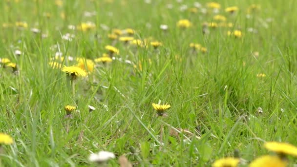 Zelené pole se žlutými pampeliškami a bílými heřmánkovými záběry. Detailní záběr na louku letní květinové pozadí. Kvetoucí divoké květiny. — Stock video