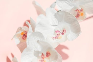 Orkide çiçekleri ya da güve dendrobiyumları, falah pastel pembe arka plana yakın çekim