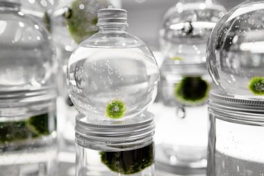 Marimo ya da Cladophora topu ya da yosun topu ya da su dolu cam kavanozda göl topu. Sonsuz aşkın ve iyi şansın sembolü.