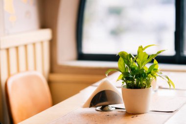 Beyaz tencerede bitki ahşap masa üzerinde pencere kenarlarında güneş ışığı parlak iç kısımda. Modern ev dekorasyonu aksanı ve rahatlatıcı yeşil dokunuş..