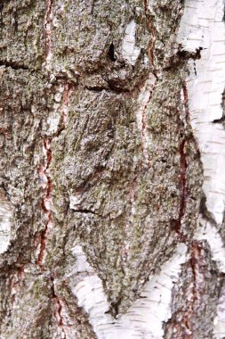 Huş ağacı gövde kabuğu ile alma ayrıntıları
