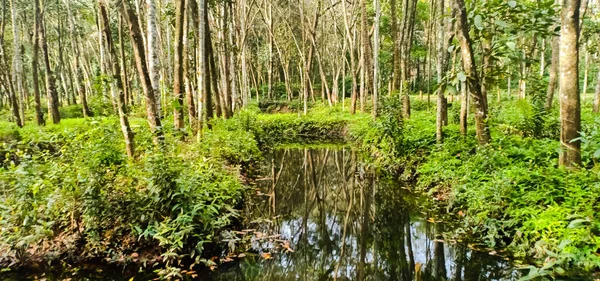 Een Mosselvijver Omringd Door Bomen Een Uitzicht Van Kerala — Stockfoto