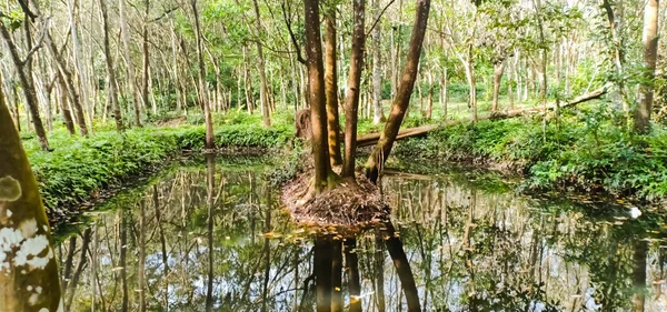Musseldammen Omgiven Träd Utsikt Från Kerala — Stockfoto