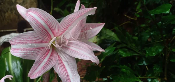 Dwa Kwiaty Amaryllis Belladonna Kwitną Ogrodzie Krople Deszczu Nim — Zdjęcie stockowe