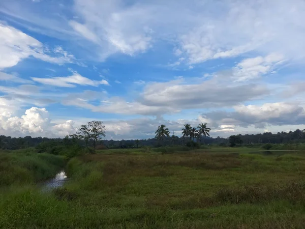 Schöner Blauer Himmel Und Kokosnussbaum Ein Blick Von Kerala — Stockfoto