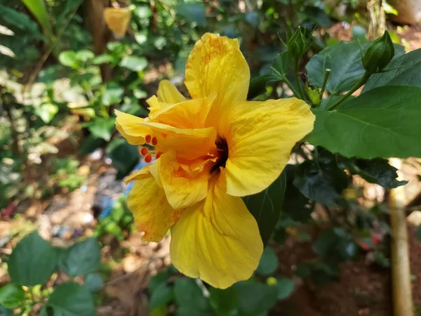 Dubbele Gelaagde Gele Hibiscus Bloem — Stockfoto