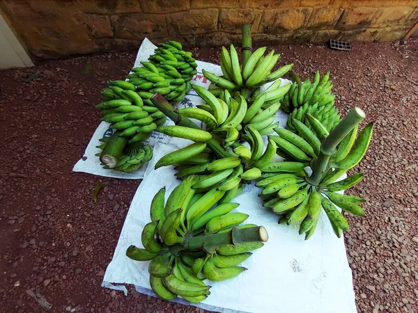 Colheita Banana Diferentes Tipos Banana Bruta Após Colheita Mantida Chão — Fotografia de Stock