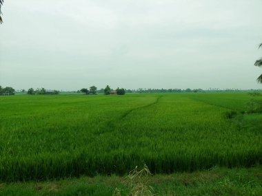 Gündüz vakti güzel bir pirinç tarlası