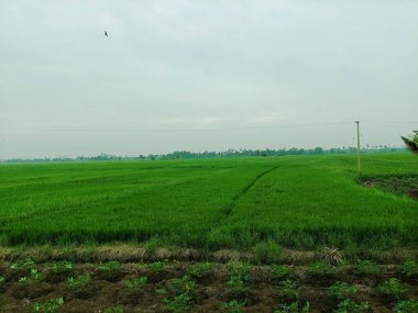 Gündüz vakti güzel bir pirinç tarlası