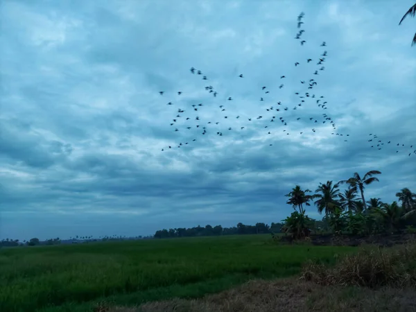 Reisfelder Kerala Und Vögel Fliegen Über Reisfarm — Stockfoto
