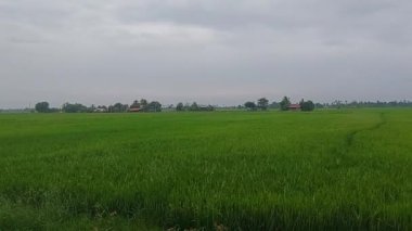 Kerala Hindistan 'daki pirinç ekinleri, hasat için hazırlanan genç pirinç ekinleri.