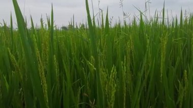 Kerala Hindistan 'daki pirinç ekinleri, hasat için hazırlanan genç pirinç ekinleri.