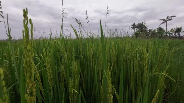 Risfält Kerala Indien Unga Risgrödor Redo För Skörd — Stockvideo
