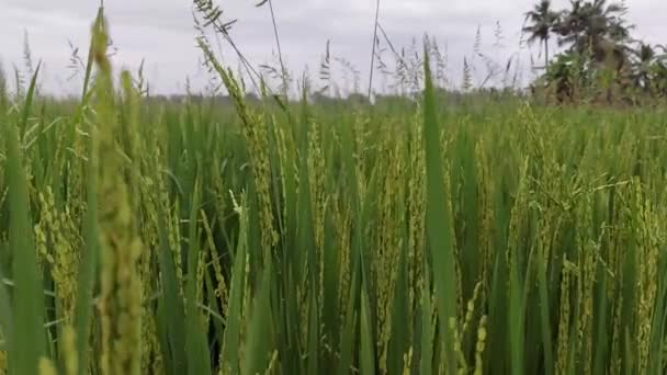 Risfält Kerala Indien Unga Risgrödor Redo För Skörd — Stockvideo