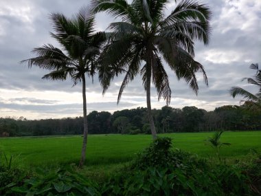 pirinç tarlası ve hindistan cevizi ağacı bulutlu gökyüzünün altında