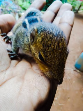 Vahşi yavru sincap bir elde oturuyor.