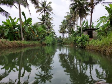 Her iki tarafta istiridye nehri ve hindistan cevizi ağaçları.