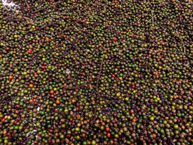 Kara biberli güneş çarşafta kurudu.