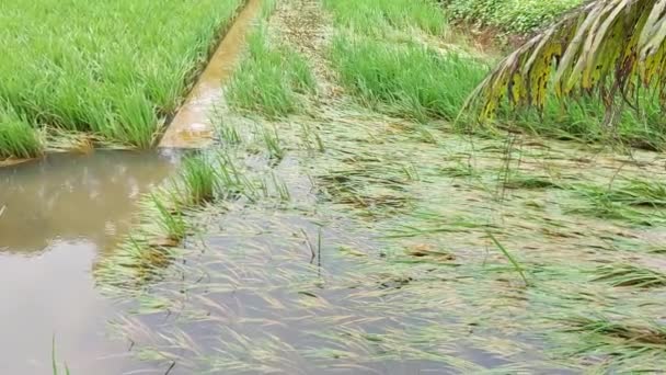 大雨による田んぼの浸水と被害 — ストック動画