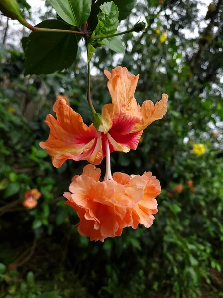 庭のオレンジの二重層のハイビスカスや中国のバラの花の近景 — ストック写真