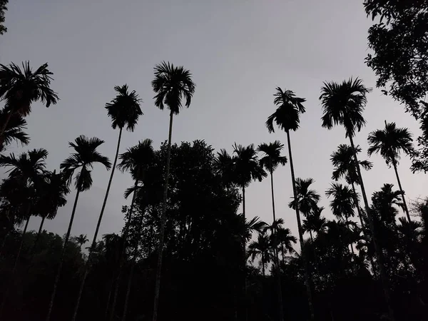 Hohe Palmen Nach Sonnenuntergang Und Klarem Himmel — Stockfoto