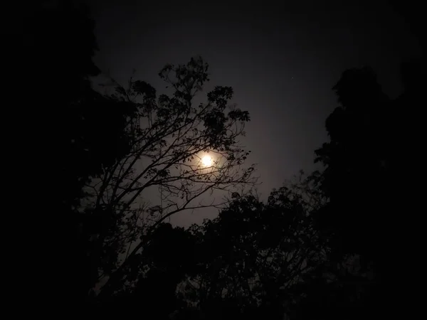 Hold Emelkedik Fák Között Erdőben — Stock Fotó