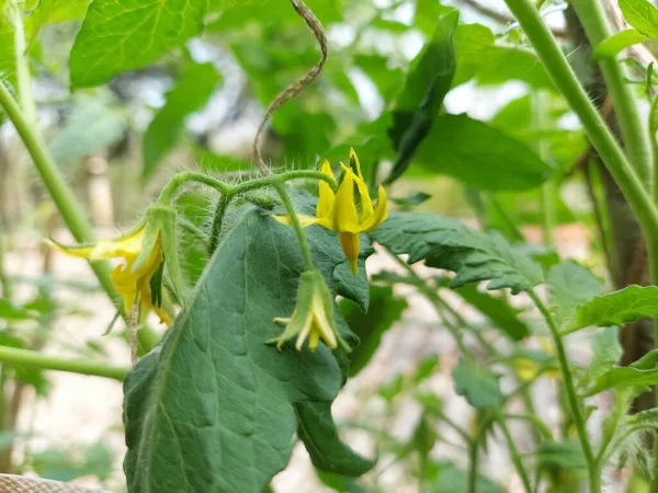 Flores Amarelas Brilhantes Planta Tomate Folha Verde — Fotografia de Stock
