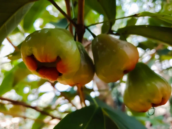 Syzygium Jambos Una Especie Rosal Familia Mordellidae — Foto de Stock