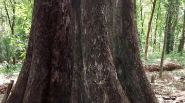 Ormanda büyük yaşlı bir ağaç, Kerala, Hindistan manzarası. 