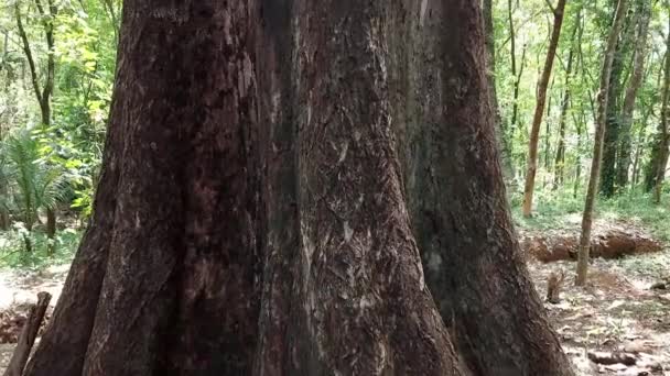 Copac Mare Pădure Privelişte Din Kerala India — Videoclip de stoc