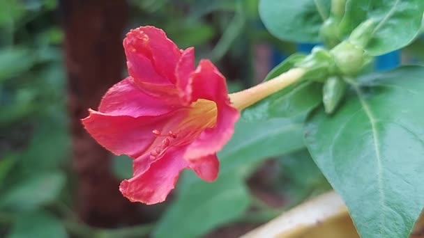 Zeitraffer Blühender Roter Mirabilis Jalapa Wunder Von Peru Oder Eine — Stockvideo