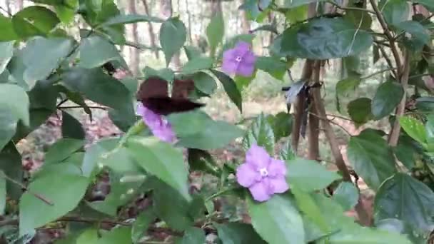 Papillon Brun Maniola Jurtina Recueillant Miel Une Fleur — Video