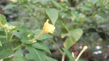 Çiçek açan sarı Mirabilis Jalapa 'nın zaman turları, Peru' nun mucizesi ya da dört saatlik bir çiçek manzarası.