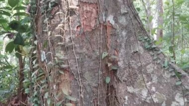 Artocarpus Hirsutus 'un yarı parazit bitkisi. Bilinen adıyla yaban Jack ağacı.