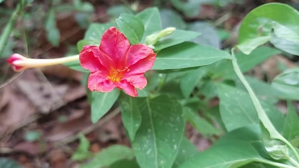 Tempo Voltas Florescer Vermelho Mirabilis Jalapa Milagre Peru Uma Flor — Vídeo de Stock