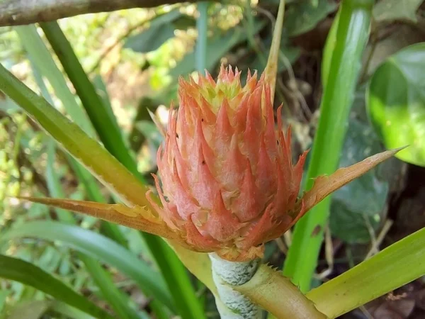 Bliska Widok Cerrado Ananasa Ananas Ananassoides — Zdjęcie stockowe