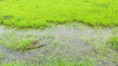 pirinç tarlası şiddetli yağmurdan dolayı sel ve hasar gördü