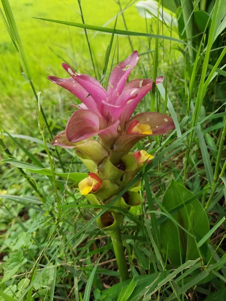 Vista Perto Flor Curcuma Sessilis — Fotografia de Stock