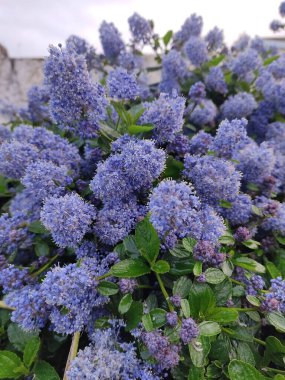 Kaliforniya leylağı çiçek açmış.