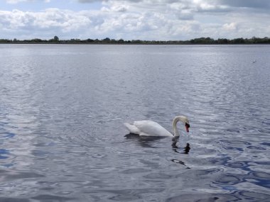 Suda bir kuğu ve sakin bir göl.