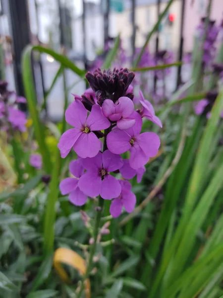 Monte Dame Rocket Flor Vulgarmente Conhecido Como Damasco Violeta Dame — Fotografia de Stock