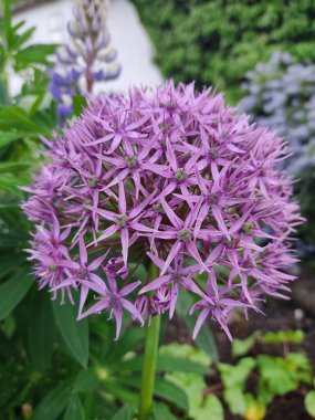 Allium Nigrum 'un yakın görüntüsü, yaygın adı siyah sarımsak.