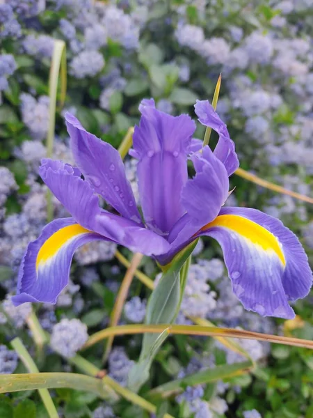 Hollandalı Bir Iris Iris Xiphium Yakın Görüntüsü Bahçede Spanyol Zambağı — Stok fotoğraf