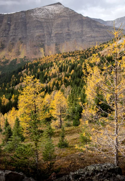 Larch trees in fall colours during a hike at Arethusa Cirque near Banff Alberta