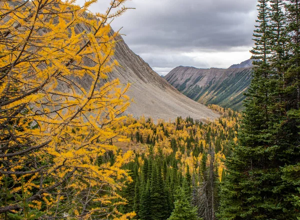 Larch trees in fall colours during a hike at Arethusa Cirque near Banff Alberta
