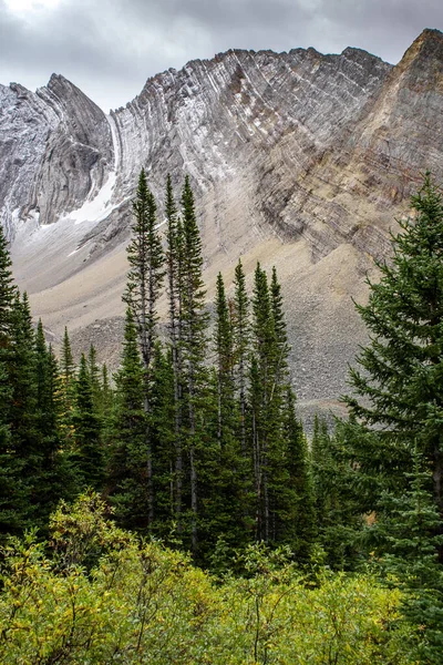 Alerces Colores Otoñales Durante Una Caminata Arethusa Cirque Cerca Banff — Foto de Stock