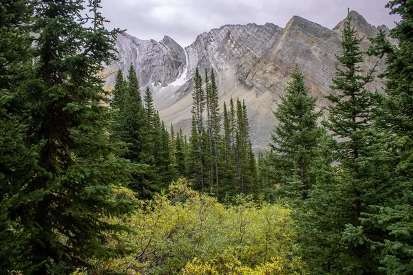 Lariksbomen Herfstkleuren Tijdens Een Wandeling Het Arethusa Cirque Bij Banff — Stockfoto