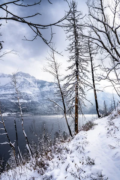 Waterton Lakes National Park Depois Uma Queda Neve Longo Trilha — Fotografia de Stock