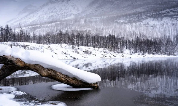 Reflexão Árvore Inverno Lago Alpino Canadense Rockies Waterton National Park — Fotografia de Stock